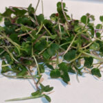 Farm Doc Microgreen Basic Mix