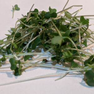 Broccoli Microgreens