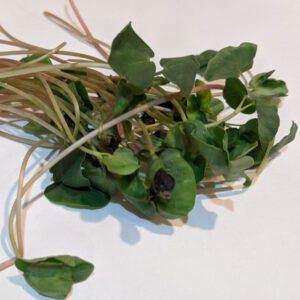 Buckwheat Microgreens
