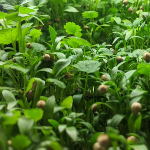 Cilantro Microgreens