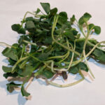 Farm Doc Microgreen Mix