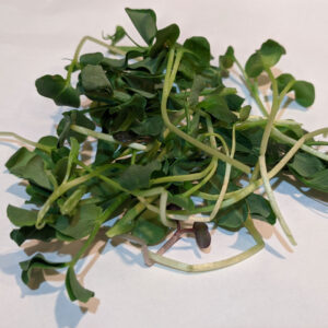 Farm Doc Microgreen Mix