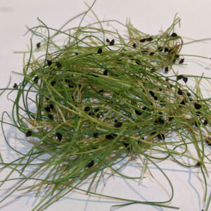 Leek Microgreens