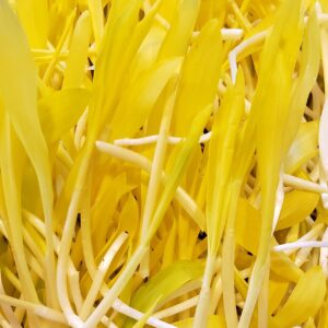 Popcorn Microgreens