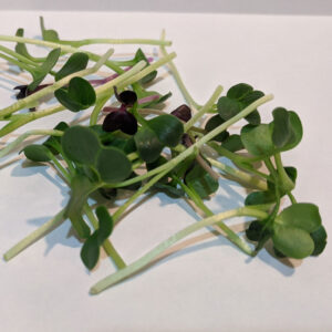 Radish Microgreens