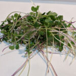 Farm Doc Microgreens Spicy Mix