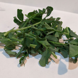 Sugar Pea Microgreens