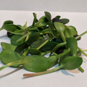 Sunflower Microgreens