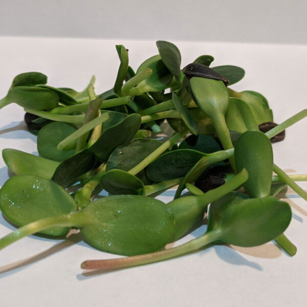 Sunflower Microgreens